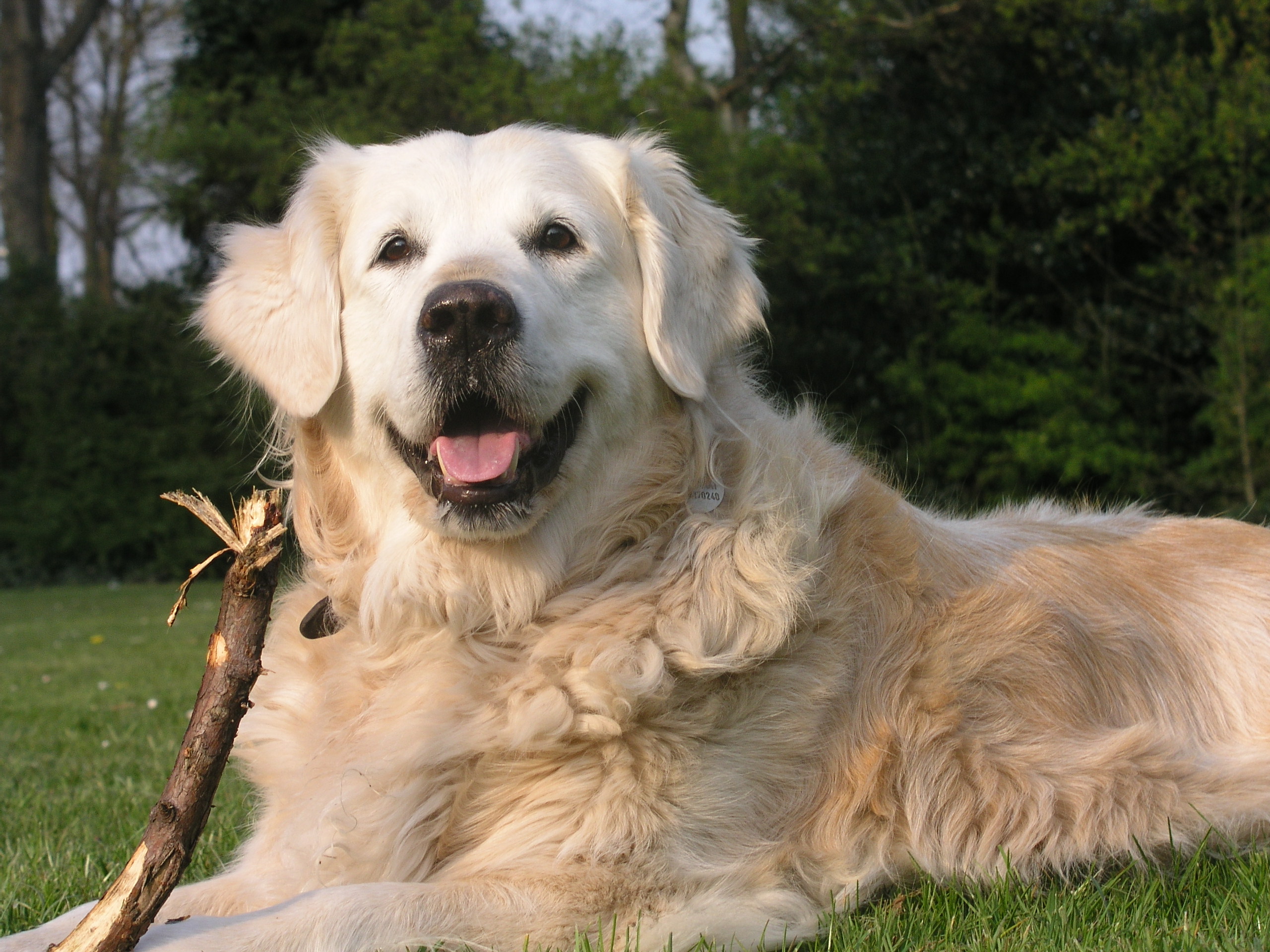 Adult Golden Retrievers 25