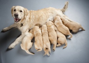 golden retriever puppies with mother