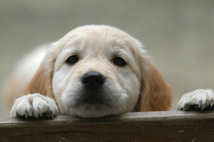golden retriever puppy